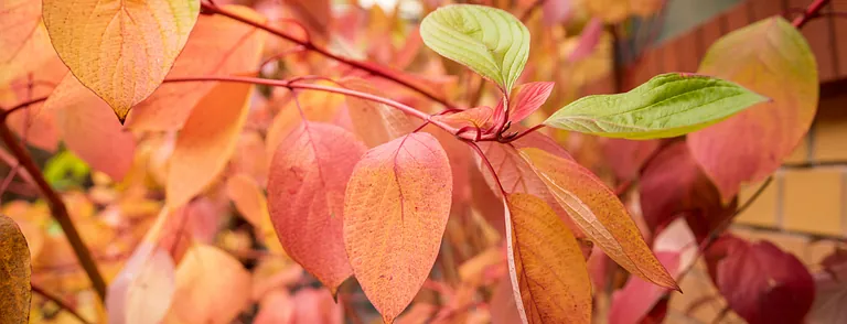 Herbstlaub